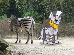 Size: 3576x2668 | Tagged: safe, artist:porygon2z, character:zecora, species:zebra, irl, photo, plot, ponies in real life, real pony, real zebra, zecorass