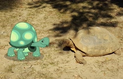 Size: 4224x2724 | Tagged: safe, artist:porygon2z, character:tank, irl, irl tortoise, photo, ponies in real life, tortoise, vector