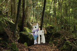 Size: 1024x683 | Tagged: safe, artist:didgereethebrony, character:maud pie, character:mudbriar, species:earth pony, species:pony, ship:maudbriar, australia, blue mountains, federal pass, female, male, mare, mlp in australia, rock, shipping, smiling, stallion, straight, tree, valley, when she smiles