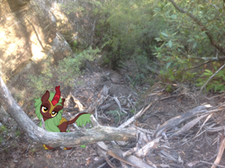 Size: 1024x765 | Tagged: safe, artist:didgereethebrony, character:cinder glow, character:summer flare, species:kirin, species:pony, australia, blue mountains, fallen tree, irl, kirin in real life, megalong valley, mlp in australia, photo, ponies in real life, solo, tree, valley