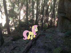 Size: 1024x765 | Tagged: safe, artist:didgereethebrony, character:fluttershy, species:pony, australia, forest, irl, mlp in australia, photo, ponies in real life, solo, tree, valley
