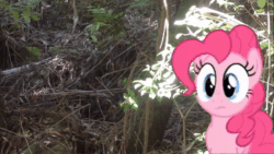 Size: 1920x1080 | Tagged: safe, artist:didgereethebrony, derpibooru original, character:pinkie pie, species:pony, animated, cute, diapinkes, irl, katoomba, lyrebird, mlp in australia, photo, ponies in real life, rainforest, solo, sound, tongue out, webm