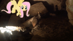 Size: 1920x1080 | Tagged: safe, artist:didgereethebrony, derpibooru original, character:fluttershy, species:pony, animated, australia, cute, flying, irl, jenolan caves, looking at you, mlp in australia, photo, ponies in real life, shyabetes, solo, sound, wallaby, webm