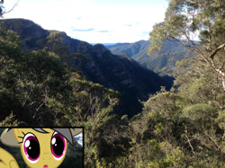 Size: 1280x957 | Tagged: safe, artist:didgereethebrony, character:daring do, species:pony, australia, canyon, cliff, didgeree collection, eucalyptus, irl, kanangra boyd national park, mlp in australia, photo, ponies in real life, solo, valley, wide eyes