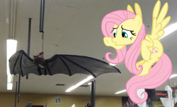 Size: 3264x1978 | Tagged: safe, artist:porygon2z, character:fluttershy, species:bat, irl, photo, ponies in real life