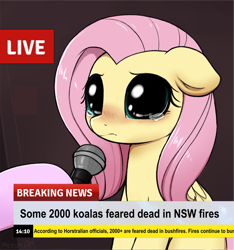 Size: 1280x1369 | Tagged: safe, artist:moozua, editor:didgereethebrony, species:pegasus, species:pony, australia, australian bushfires, australian bushfires 2019, big eyes, break your own news, bushfire, crying, exploitable meme, koala, meme, microphone, new south wales, news, news report, sad, teary eyes, too soon
