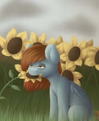 Size: 2840x3500 | Tagged: safe, artist:spirit-dude, oc, oc only, oc:spirit rose, species:pegasus, species:pony, eating, female, flower, flower in mouth, grass, herbivore, horses doing horse things, mare, mouth hold, solo, sunflower