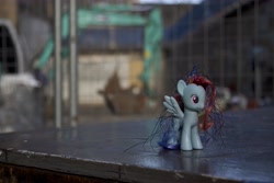 Size: 6000x4000 | Tagged: safe, artist:explonova, character:rainbow dash, brushable, irl, photo, photography, solo, toy