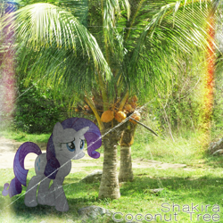 Size: 800x800 | Tagged: safe, artist:otfor2, artist:penguinsn1fan, character:rarity, species:pony, coconut tree, cover, irl, parody, photo, ponies in real life, shakira, solo