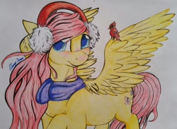 Size: 1246x911 | Tagged: safe, artist:gleamydreams, character:fluttershy, species:bird, species:pegasus, species:pony, episode:hearth's warming eve, g4, my little pony: friendship is magic, cardinal, christmas, clothing, drawing, earmuffs, female, head turn, holiday, looking at you, mare, prismacolors, raised hoof, scarf, solo, spread wings, traditional art, wings