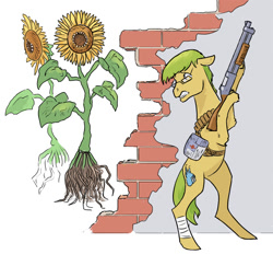 Size: 824x800 | Tagged: safe, artist:adeptus-monitus, oc, oc only, oc:monitus, species:earth pony, species:pony, flower, gun, medkit, shotgun, sunflower, undead, weapon, zombie