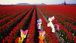 Size: 1920x1080 | Tagged: safe, artist:mr-kennedy92, character:apple bloom, character:roseluck, character:scootaloo, character:sweetie belle, species:pegasus, species:pony, cutie mark crusaders, field, flower, irl, photo, ponies in real life, tulip