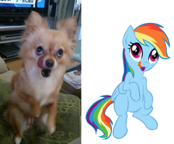 Size: 760x629 | Tagged: safe, artist:ta-na, character:rainbow dash, species:dog, species:pegasus, species:pony, behaving like a dog, blep, doodle, ponified animal photo, tongue out
