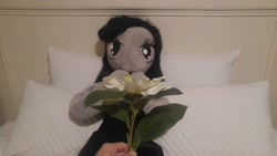 Size: 5312x2988 | Tagged: safe, artist:bigsexyplush, artist:somethingaboutoctavia, character:octavia melody, species:anthro, anniversary, anthro plushie, bed, celebration, clothing, cute, doll, dress, flower, irl, jewelry, necklace, photo, plushie, surprised, toy