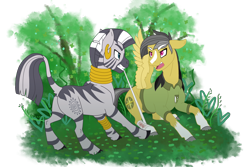 Size: 3000x2000 | Tagged: safe, artist:jackiebloom, character:daring do, character:zecora, species:pegasus, species:pony, species:zebra, ship:daringcora, bandage, blaze (coat marking), duo, ear piercing, earring, female, high res, jewelry, leg rings, lesbian, mare, mouth hold, neck rings, piercing, shipping, simple background, socks (coat marking), transparent background
