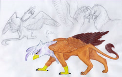 Size: 6760x4288 | Tagged: safe, artist:dawn22eagle, character:gilda, character:rainbow dash, species:griffon, ship:gildash, absurd resolution, claws, female, interspecies, lesbian, paws, shipping, talons, traditional art, wings