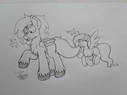 Size: 2576x1932 | Tagged: safe, artist:drheartdoodles, character:fluttershy, oc, oc:dr.heart, species:pony, angel, angry, biting, chest fluff, clydesdale, dialogue, hiding, mini comic, size difference, tail bite, traditional art