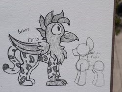 Size: 2026x1520 | Tagged: safe, artist:drheartdoodles, oc, oc only, oc:helios, species:griffon, background character, big wings, chest fluff, size difference, smiling, traditional art, wings
