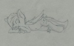 Size: 1280x804 | Tagged: safe, artist:kitbash, oc, oc only, oc:neutrino burst, species:hippogriff, cute, lying down, relaxing, sketch
