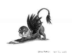 Size: 1400x1050 | Tagged: safe, artist:rockhoppr3, character:gabby, species:griffon, female, monochrome, solo, stretching, traditional art