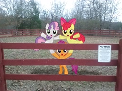 Size: 2592x1944 | Tagged: safe, artist:thatguy1945, artist:tokkazutara1164, character:apple bloom, character:scootaloo, character:sweetie belle, species:pegasus, species:pony, cute, cutie mark crusaders, fence, irl, photo, ponies in real life, pose, practice, pyramid, shadow, sign, standing, tree