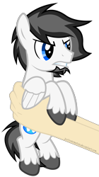Size: 4480x8000 | Tagged: safe, artist:justisanimation, oc, oc only, oc:marshmallow fluffbutt, species:human, species:pegasus, species:pony, absurd resolution, angry, grumpy, holding a pony, justis holds a pony, male, simple background, stallion, transparent background