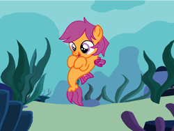 Size: 1024x768 | Tagged: safe, artist:turnaboutart, base used, character:scootaloo, species:pegasus, species:pony, species:seapony (g4), colt, male, rule 63, scooteroll, seaponified, seapony scootaloo, seapony scooteroll, seaweed, solo, species swap, underwater