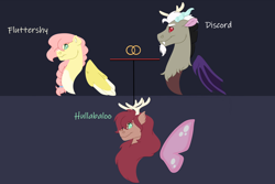 Size: 1280x854 | Tagged: safe, artist:itstechtock, character:discord, character:fluttershy, oc, oc:hullaballoo, parent:discord, parent:fluttershy, parents:discoshy, ship:discoshy, g4, cute, cute little fangs, fangs, female, hybrid, interspecies offspring, male, offspring, shipping, straight
