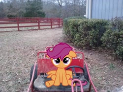 Size: 2592x1944 | Tagged: safe, artist:jennieoo, artist:tokkazutara1164, character:scootaloo, species:pegasus, species:pony, bush, cute, cutealoo, floppy ears, go-kart, irl, looking at you, looking up, photo, ponies in real life, solo, tree, vector