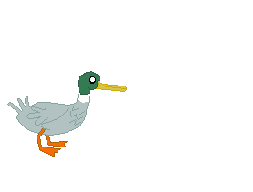 Size: 277x211 | Tagged: safe, artist:watermelon changeling, derpibooru original, species:duck, species:mallard, animated, dialogue, gif, male, ms paint, op is a duck (reaction image), open mouth, quack, simple background, solo, speech bubble, white background
