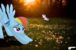 Size: 5196x3464 | Tagged: safe, artist:potato22, character:rainbow dash, character:sweetie belle, copyright, credits, forest, irl, iwtcird, meme, photo, ponies in real life