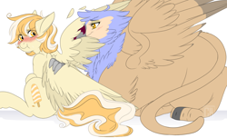Size: 2000x1214 | Tagged: safe, artist:curiouskeys, oc, oc only, oc:orange cream, species:griffon, species:pegasus, species:pony, behaving like a bird, birds doing bird things, blushing, commission, female, preening, scrunchy face, spread wings, wings
