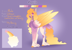 Size: 3500x2454 | Tagged: safe, artist:clay-bae, oc, oc:aquila, species:pegasus, species:pony, heterochromia, male, reference sheet, solo, stallion, tail feathers, unshorn fetlocks