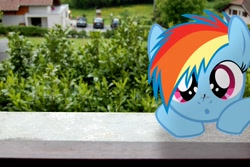 Size: 1920x1280 | Tagged: safe, artist:stormxf3, character:rainbow dash, fanfic:my little dashie, dragonfly, female, filly, filly rainbow dash, insect on nose, irl, photo, ponies in real life, solo