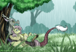 Size: 1024x706 | Tagged: safe, artist:inuhoshi-to-darkpen, character:discord, character:fluttershy, species:draconequus, species:pegasus, species:pony, ship:discoshy, cute, discute, ear fluff, feathered fetlocks, female, looking away, looking up, male, mare, on back, patreon, patreon logo, profile, rain, shipping, straight, tree, under the tree, unshorn fetlocks