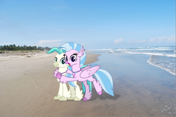 Size: 1678x1123 | Tagged: safe, artist:cheezedoodle96, artist:reaver75, edit, character:silverstream, character:terramar, species:classical hippogriff, species:hippogriff, beach, brother and sister, cute, diastreamies, duo, duo male and female, female, hug, irl, jewelry, male, necklace, photo, ponies in real life, terrabetes