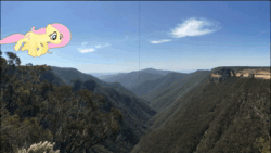 Size: 1920x1080 | Tagged: safe, artist:didgereethebrony, character:fluttershy, species:pegasus, species:pony, animated, australia, flying, green screen, irl, kanangra boyd national park, kanangra walls, mlp in australia, no sound, panorama, photo, ponies in real life, solo, webm