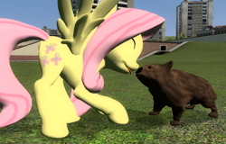 Size: 792x506 | Tagged: safe, artist:didgereethebrony, character:fluttershy, species:pegasus, species:pony, 3d, boop, cute, gmod, noseboop, screenshots, tongue out, wombat