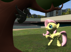 Size: 793x587 | Tagged: safe, artist:didgereethebrony, character:fluttershy, species:earth pony, species:pegasus, species:pony, 3d, gmod, koala, this will end in hugs, tree