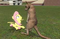 Size: 835x542 | Tagged: safe, artist:didgereethebrony, character:fluttershy, species:pegasus, species:pony, 3d, gmod, intimidating, kangaroo, nervous, scrunchy face, wide eyes