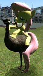 Size: 347x610 | Tagged: safe, artist:didgereethebrony, character:fluttershy, species:bird, species:pegasus, species:pony, 3d, emu, gmod, goggles, scrunchy face, squee