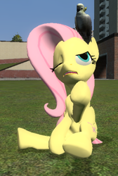 Size: 372x553 | Tagged: safe, artist:didgereethebrony, character:fluttershy, species:bird, species:pegasus, species:pony, 3d, angry, annoyed, cockatoo, gmod