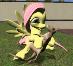 Size: 527x478 | Tagged: safe, artist:didgereethebrony, character:fluttershy, species:pegasus, species:pony, 3d, clipping, gmod, happy, smiling, wallaby