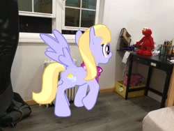 Size: 3272x2456 | Tagged: safe, artist:topsangtheman, gameloft, character:cloud kicker, species:pegasus, species:pony, augmented reality, elmo, irl, photo, ponies in real life, raised hoof, shocked, wings