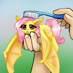 Size: 750x750 | Tagged: safe, artist:jitterbugjive, character:flutterbat, character:fluttershy, species:bat pony, species:human, species:pony, episode:bats!, g4, my little pony: friendship is magic, :<, brushie, brushie brushie, cute, fangs, female, gradient background, hand, holding a pony, mare, micro, ponified, ponified animal photo, race swap, shyabates, shyabetes, solo focus, spread wings, toothbrush, unamused, wings