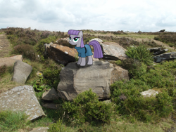 Size: 4000x3000 | Tagged: safe, artist:drawponies, artist:fd-daylight, character:maud pie, excited, field, irl, photo, ponies in real life, rock, shadow, solo, vector