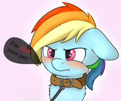 Size: 1200x1000 | Tagged: safe, artist:dbleki, character:rainbow dash, species:dog, species:pony, angry, blatant lies, blushing, bust, chest fluff, collar, cute, dashabetes, dialogue, female, floppy ears, fluffy, fluffyball, leash, lies, pet, pet-dash, pink background, pony pet, simple background, solo, tsunderainbow, tsundere