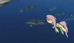 Size: 1218x712 | Tagged: safe, artist:lilboulder, character:fluttershy, species:pegasus, species:pony, blushing, dolphin, female, frown, looking at you, mare, meme, messy mane, ocean, shooting stars, swimming, underwater, watershy