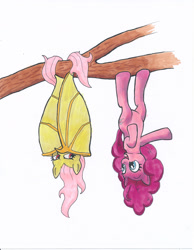Size: 1701x2194 | Tagged: safe, artist:friendshipishorses, character:flutterbat, character:fluttershy, character:pinkie pie, species:bat pony, species:earth pony, species:pony, duo, in which pinkie pie forgets how to gravity, looking at each other, pinkie being pinkie, pinkie physics, prehensile tail, race swap, simple background, tree branch, upside down, white background