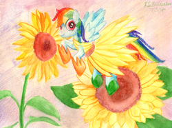 Size: 3556x2652 | Tagged: safe, artist:kelseyleah, character:rainbow dash, clothing, dress, female, flower, solo, sunflower, traditional art